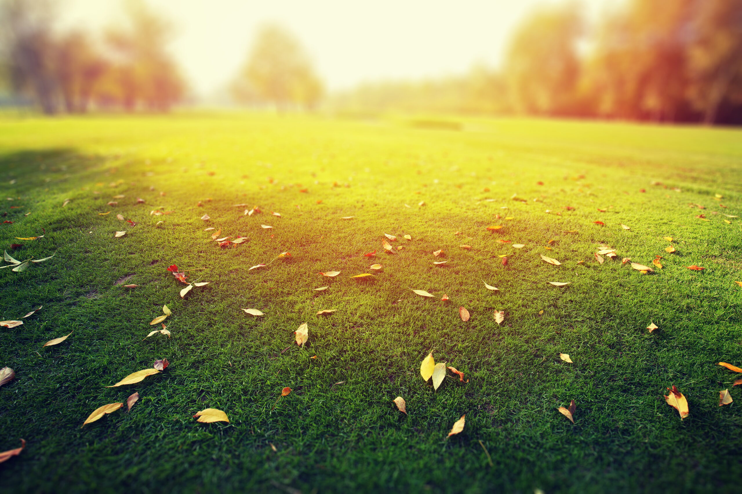 Artificial turf lawn in Dallas-Fort Worth with autumn leaves requiring simple fall maintenance