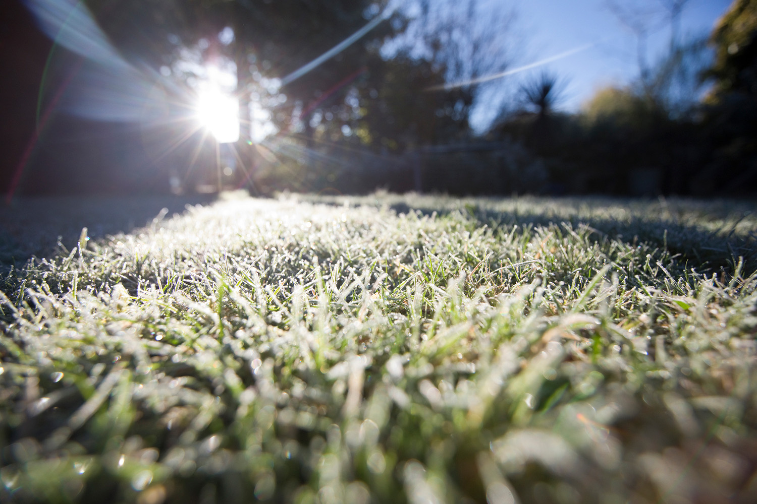 Light frost on artificial turf in a North Texas backyard, showing durable synthetic grass blades designed to handle DFW’s mild winter temperatures.