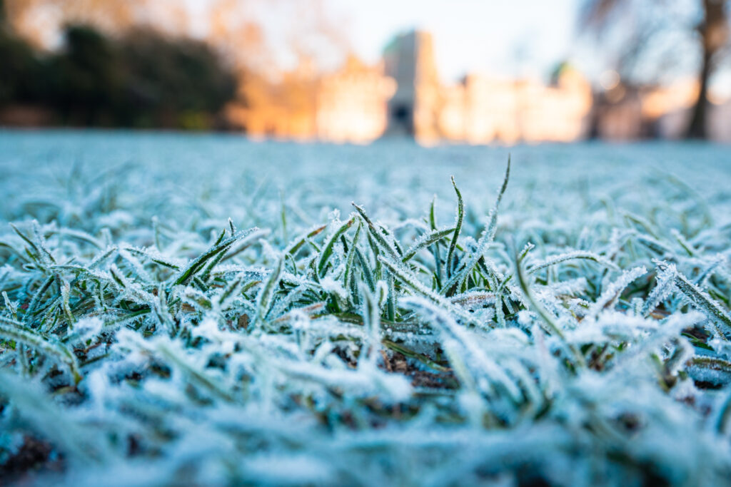 Close-up of artificial turf with light morning frost in Dallas, Texas, showing how turf stays durable in cold weather