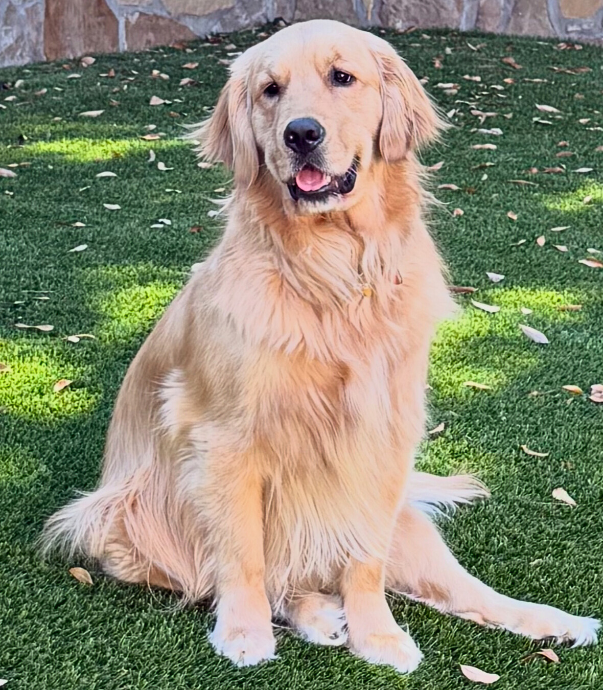 Golden retriever sitting on lush artificial turf in a Dallas backyard
