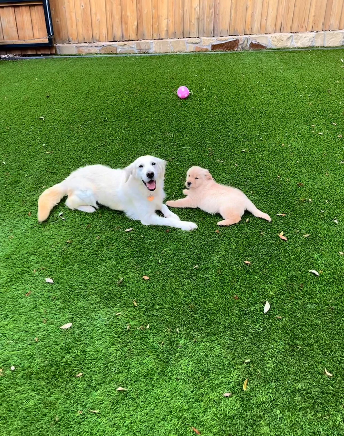 Happy dogs playing on pet-safe artificial turf in Dallas Fort Worth backyard - Pinnacle Turf Solutions installation